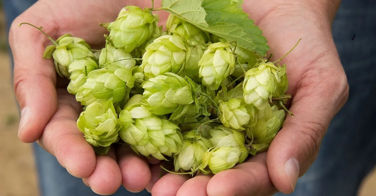Health Benefits of Matured Hop Extract for Losing Weight Hops Burns Fat