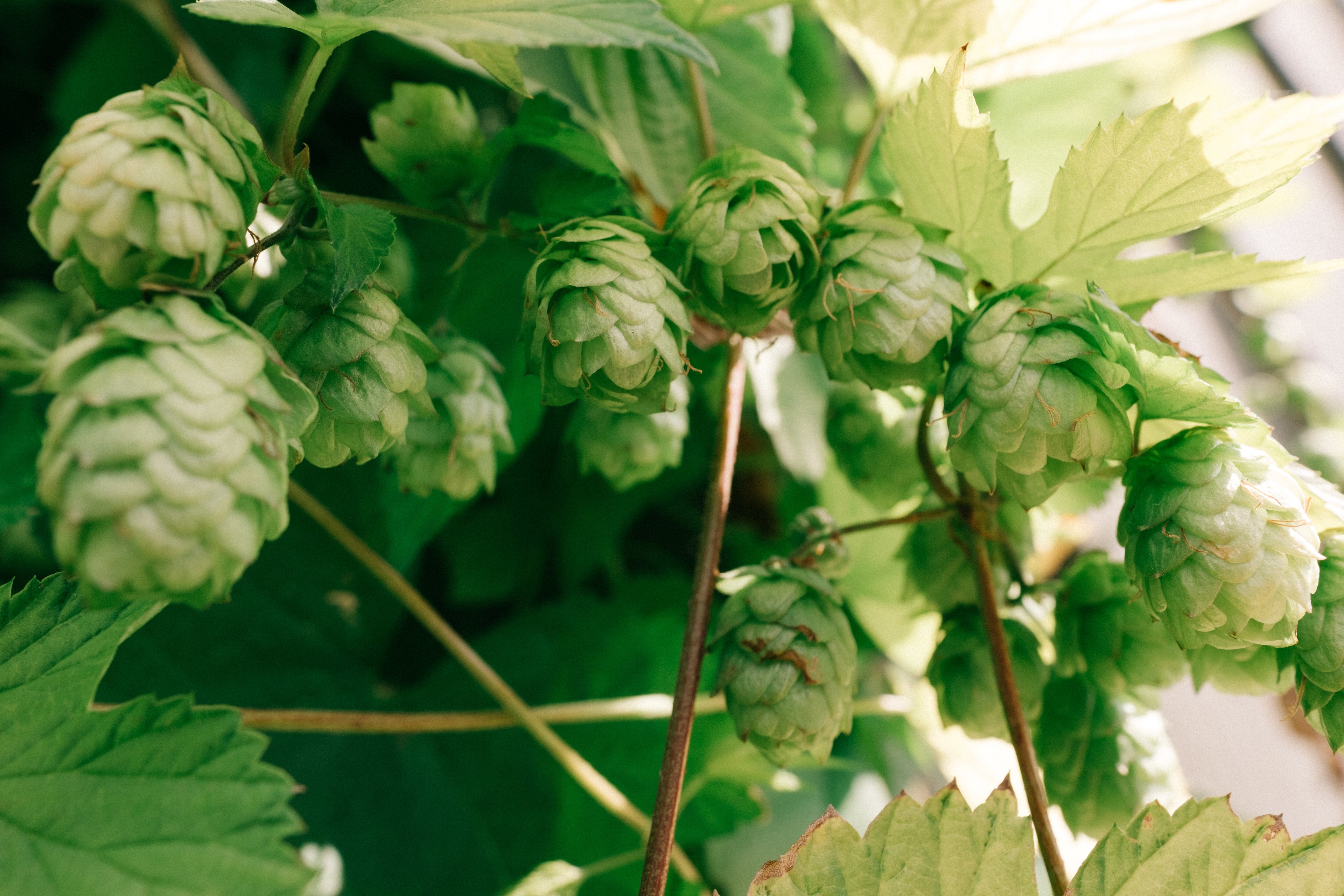 Hops plant to lose fat